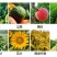 植物抗寒防冻剂果树蔬菜花卉药材抗寒抗冻修复冻害