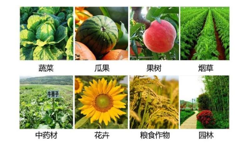 植物抗寒防冻剂果树蔬菜花卉药材抗寒抗冻修复冻害