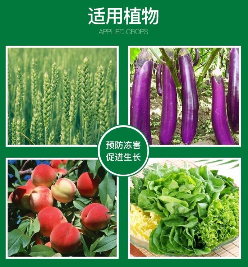 植物抗寒防冻剂果树蔬菜花卉药材抗寒抗冻修复冻害