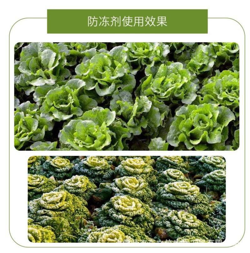植物抗寒防冻剂果树蔬菜花卉药材抗寒抗冻修复冻害