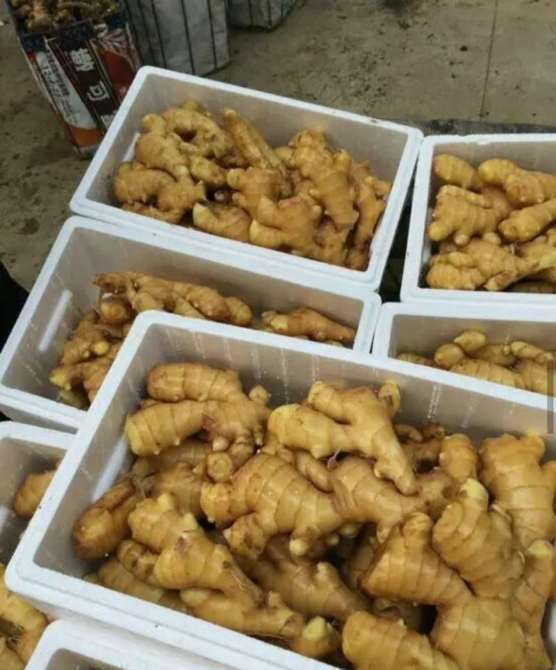 河南【大黄姜老姜】产地批发/随到随装/产地代发全国