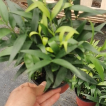 竹柏（平安竹）小盆栽