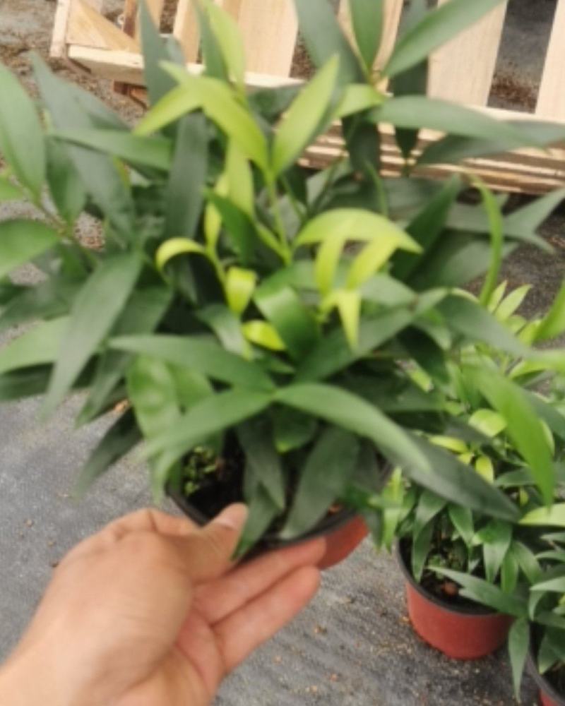 竹柏（平安竹）小盆栽