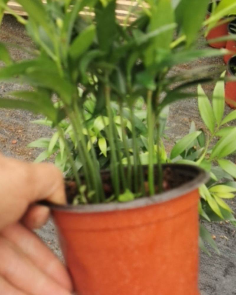 竹柏（平安竹）小盆栽