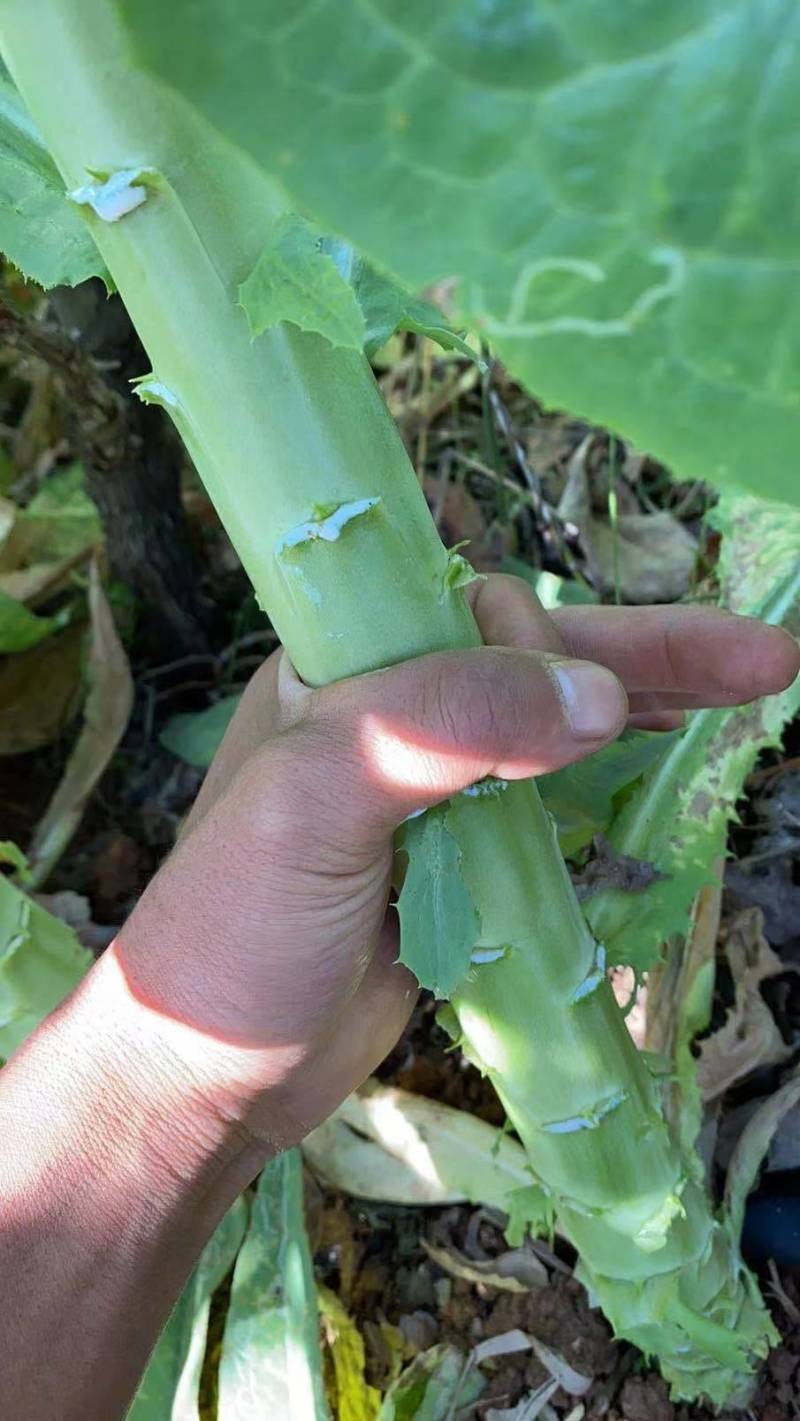 【荐】云南莴苣莴笋关杆带叶莴笋翠绿青皮青肉无空心欢迎咨询