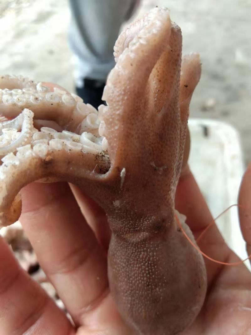 渤海湾八爪鱼！熟冻品可以加热直接吃有黄有墨原产地直供