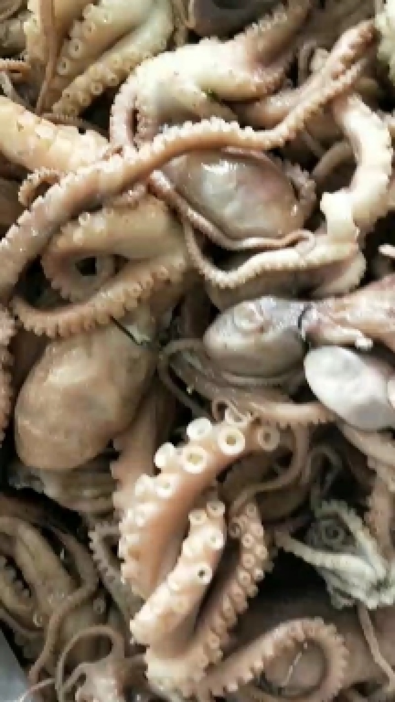 渤海湾八爪鱼！熟冻品可以加热直接吃有黄有墨原产地直供