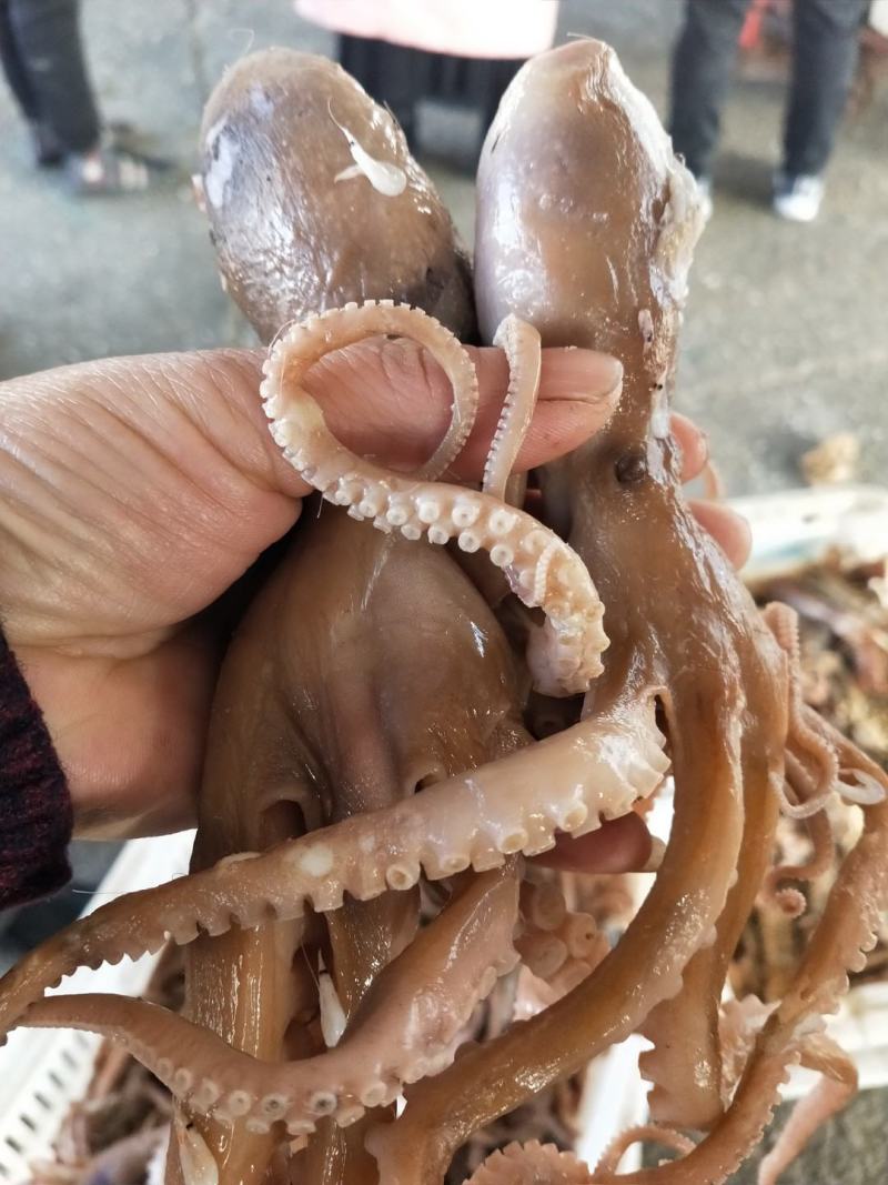 渤海湾八爪鱼！熟冻品可以加热直接吃有黄有墨原产地直供