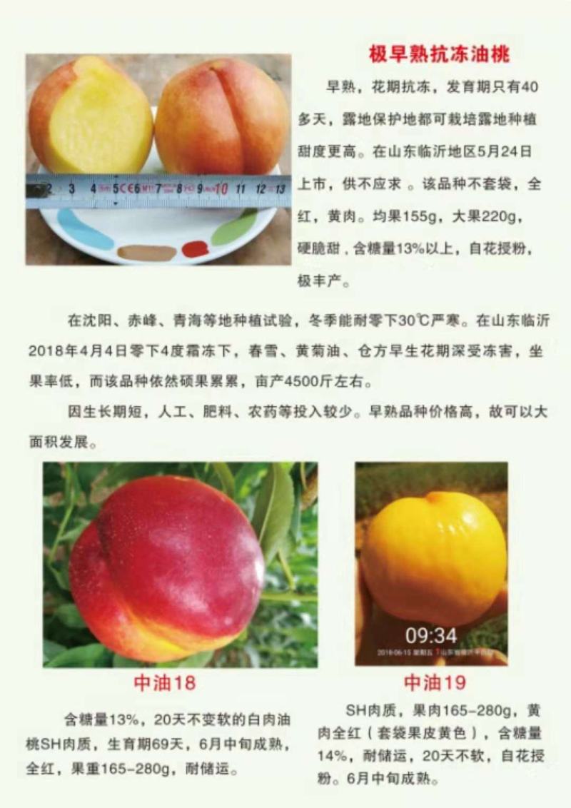 油桃苗世纪之星，早熟品种，中油品种多个品种