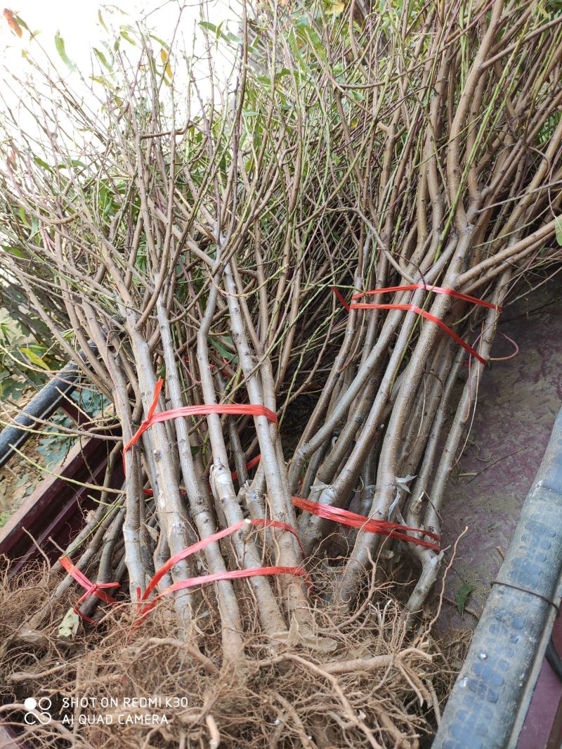 油桃苗世纪之星，早熟品种，中油品种多个品种