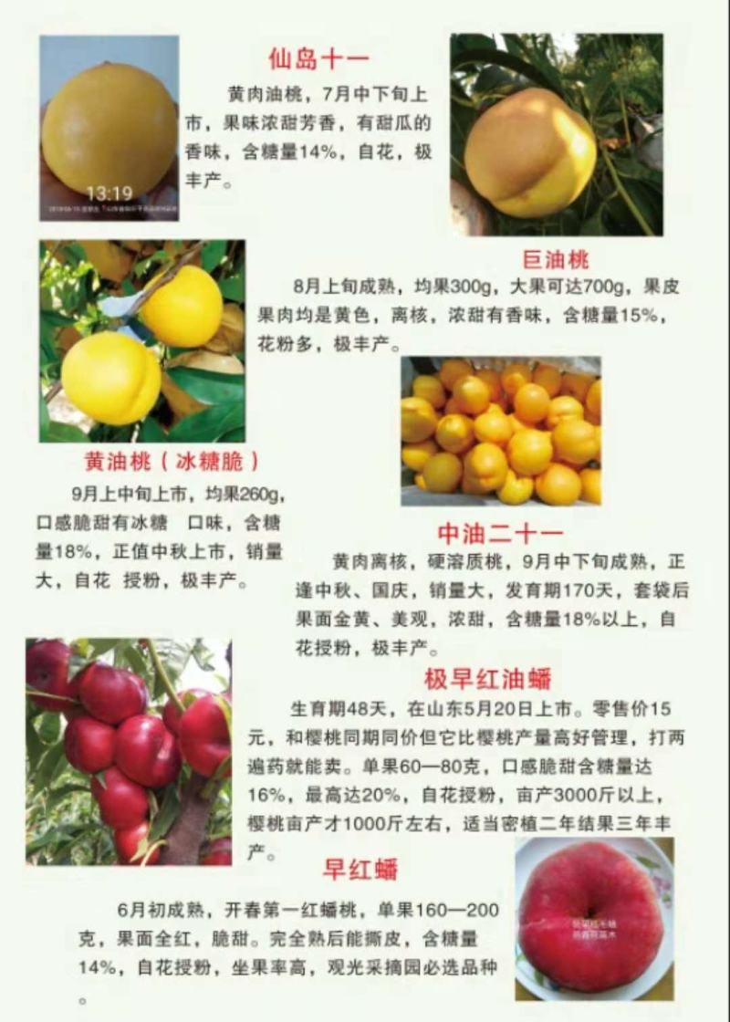 油桃苗世纪之星，早熟品种，中油品种多个品种