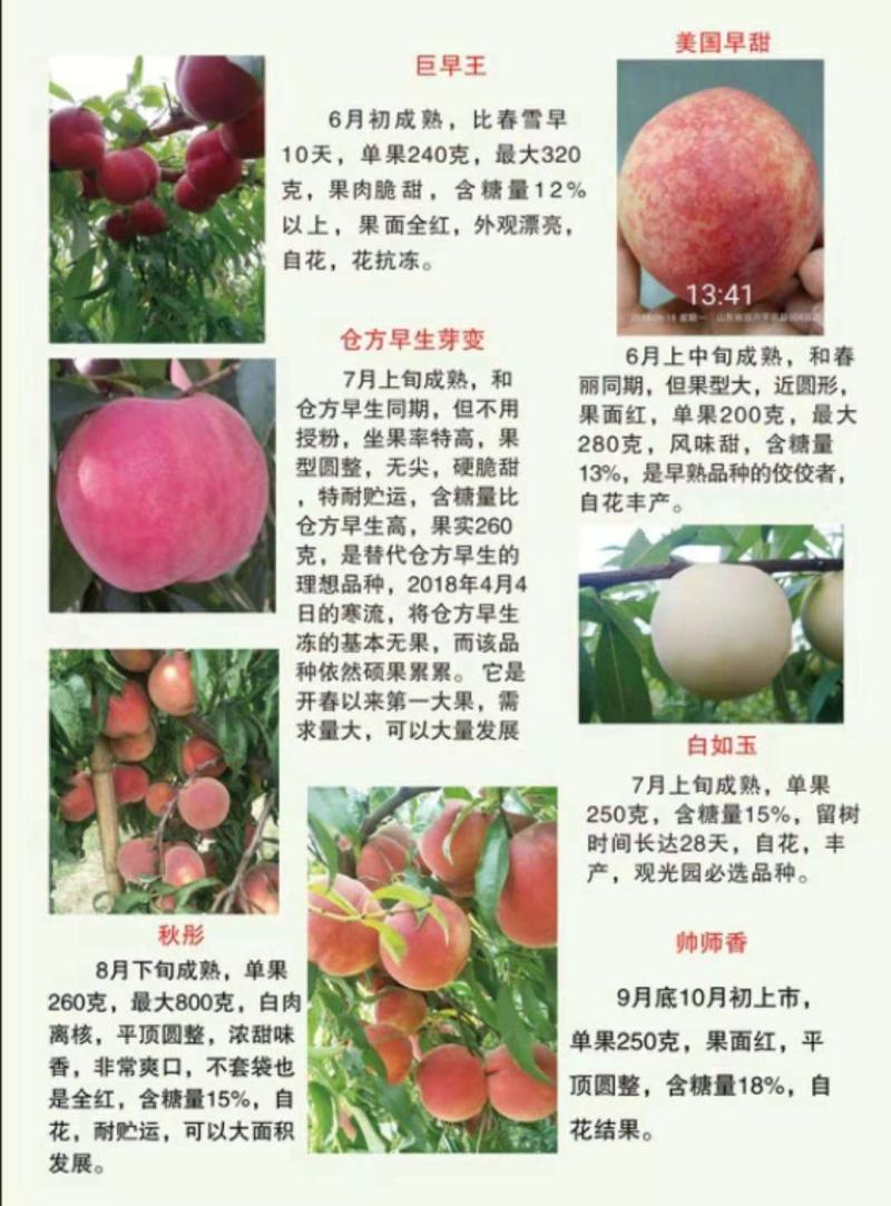 秋彤，晚熟品种，冬桃，帅师香沂蒙霜红，脆甜离核