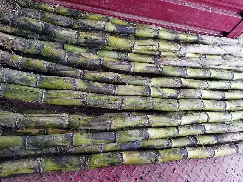 黄皮水果甘蔗，青皮水果甘蔗