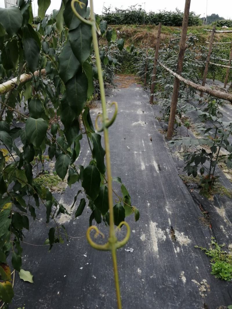 广西金钩藤苗高含量金钩藤苗金钩藤苗双钩藤红芽金钩藤