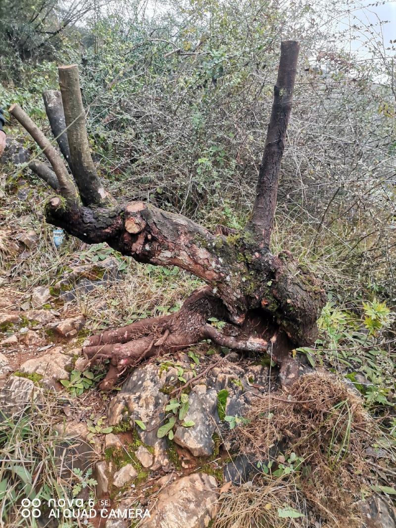 鸡树果山荔枝树老桩盆景