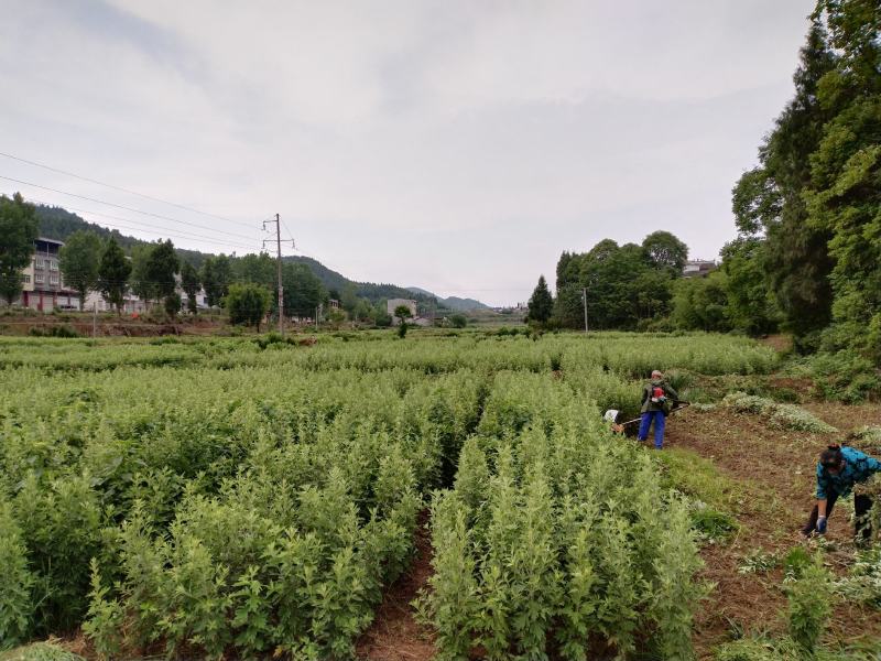 蕲艾艾叶苗药用长绒艾叶苗、白艾