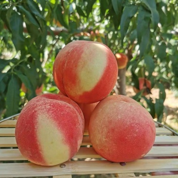 秋彤,晚熟品种,冬桃,帅师香沂蒙霜红,脆甜离核