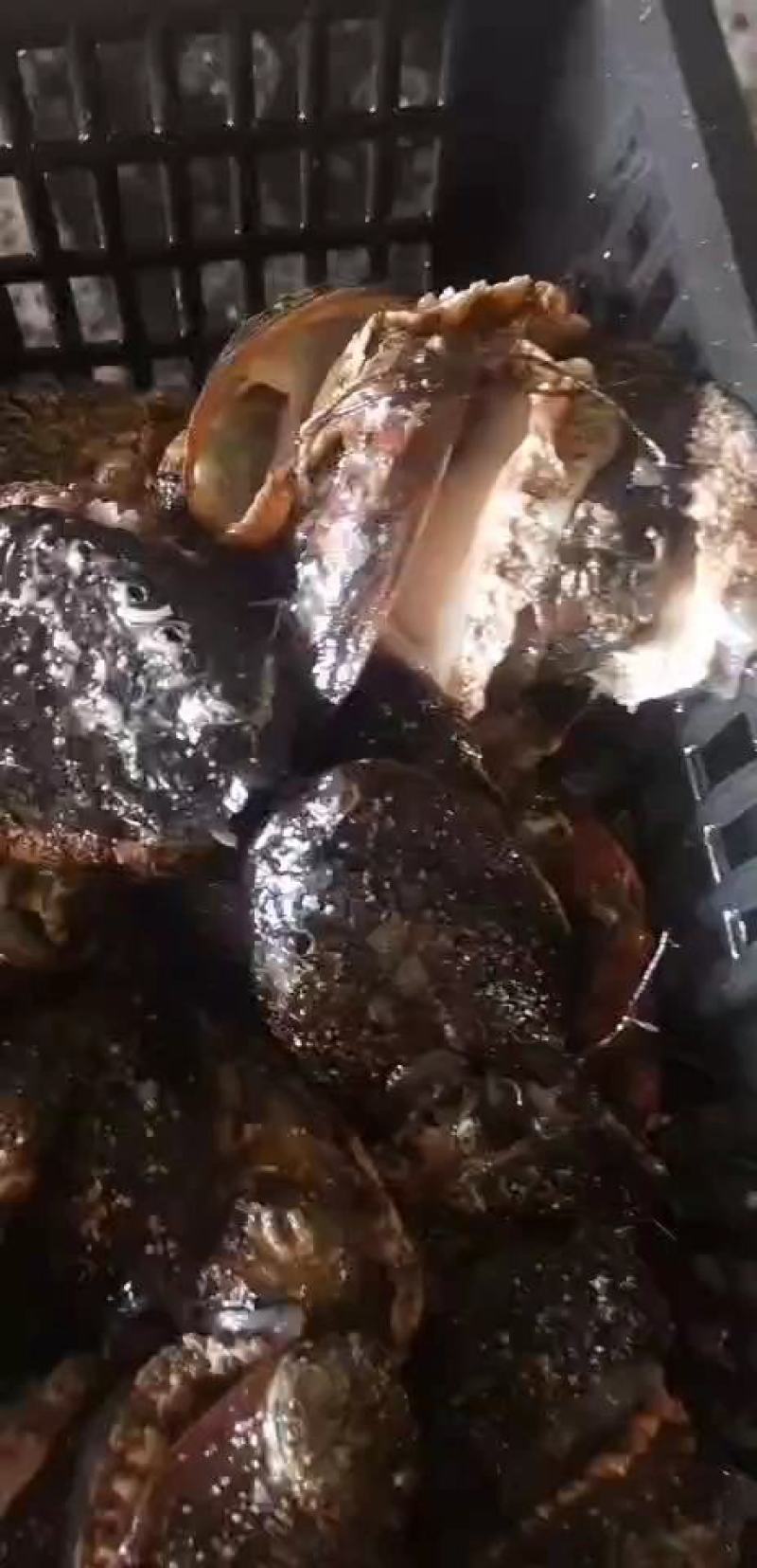 鲍鱼小串烧烤好食材一件十串一串5个鲍鱼