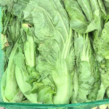 芥菜(青菜)陆续上市，基地直供，一手货源，保证品质。