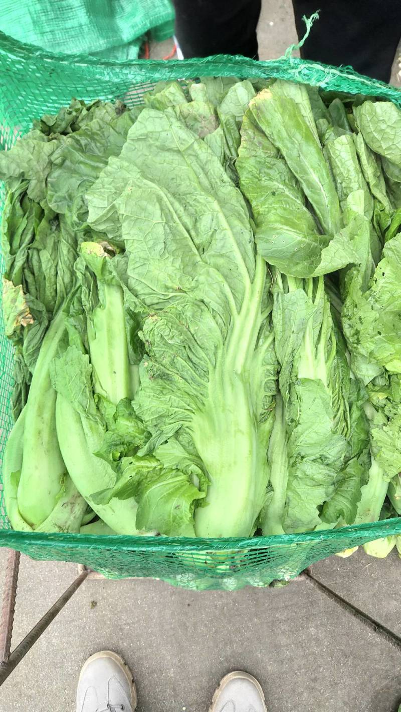 芥菜(青菜)陆续上市，基地直供，一手货源，保证品质。