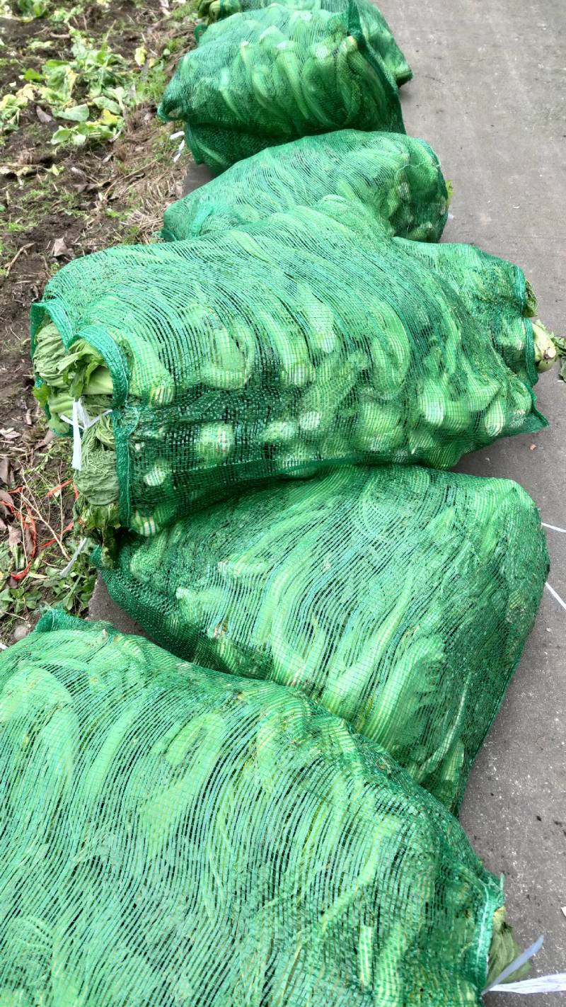 芥菜(青菜)陆续上市，基地直供，一手货源，保证品质。