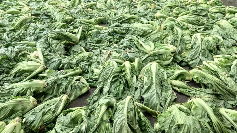 芥菜(青菜)陆续上市，基地直供，一手货源，保证品质。