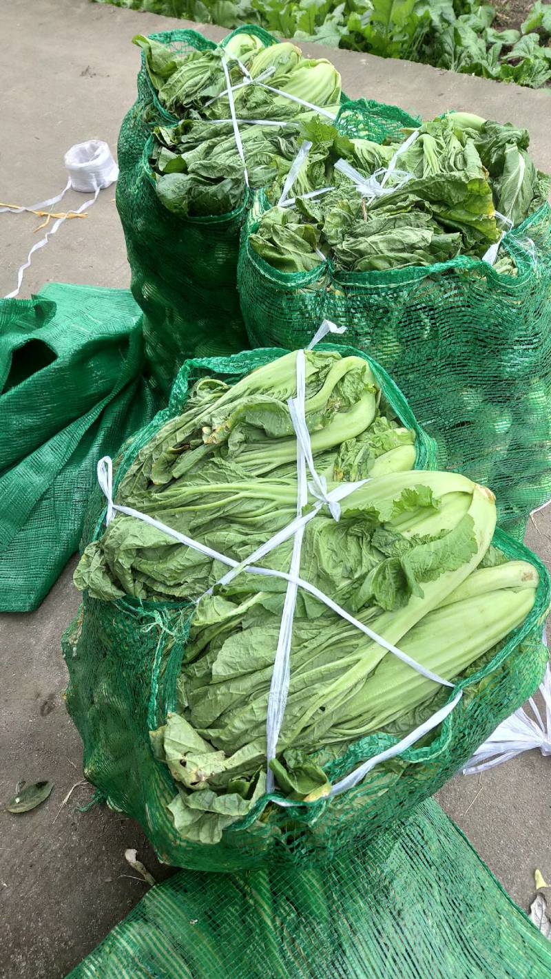 芥菜(青菜)陆续上市，基地直供，一手货源，保证品质。