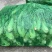 芥菜(青菜)陆续上市，基地直供，一手货源，保证品质。