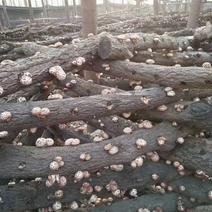 高山原木种植高品质香菇