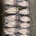 开背巴沙鱼，肉质鲜嫩，8一16条
