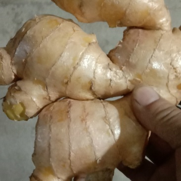 鲜姜出售，饱满圆润。