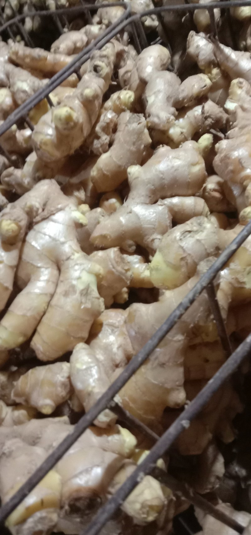 鲜姜出售，饱满圆润。