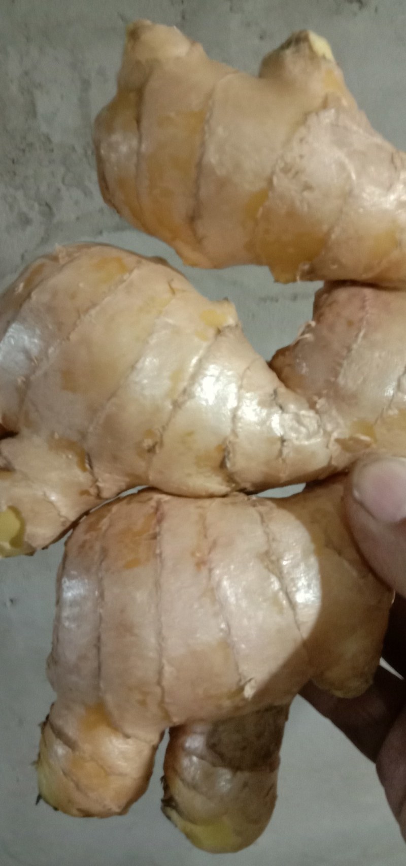 鲜姜出售，饱满圆润。