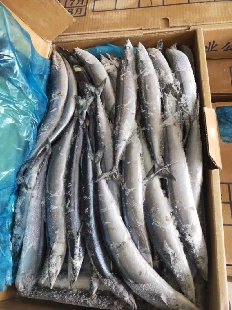 秋刀鱼新鲜冷冻秋刀鱼2号秋刀鱼20斤装无冰衣