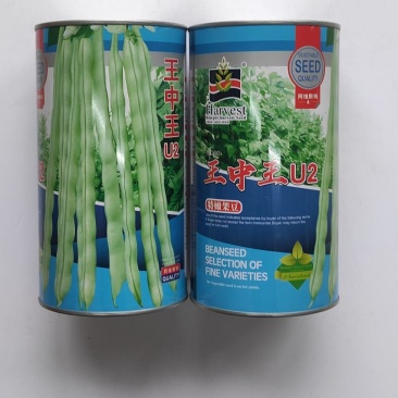 四季豆种子王中王U2特嫩架豆中早熟产量高荚嫩白绿色