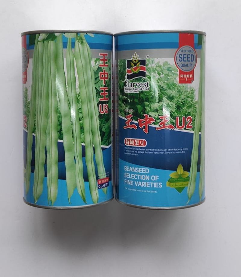 四季豆种子王中王U2特嫩架豆中早熟产量高荚嫩白绿色