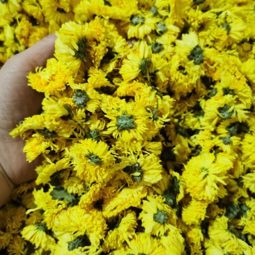 婺源皇菊散装，箱装，量大从优，欢迎咨询