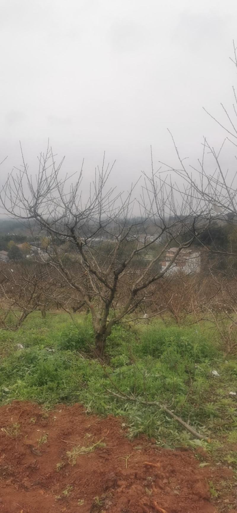 桃树，嫁接移栽果桃，6-15公分，各种高度，各种大小。