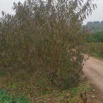 红叶碧桃，6-12公分，高度2-3米，冠幅1.5-2米。