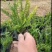 排骨草福建漳州排骨草绿化庭院设计基地直供大小规格袋苗