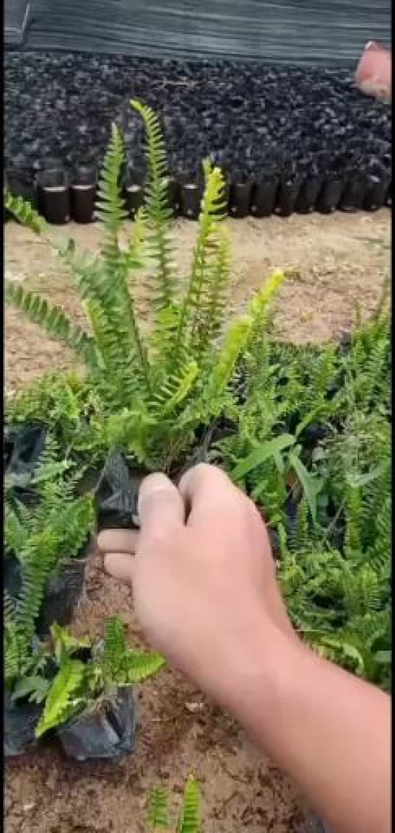 排骨草福建漳州排骨草绿化庭院设计基地直供大小规格袋苗