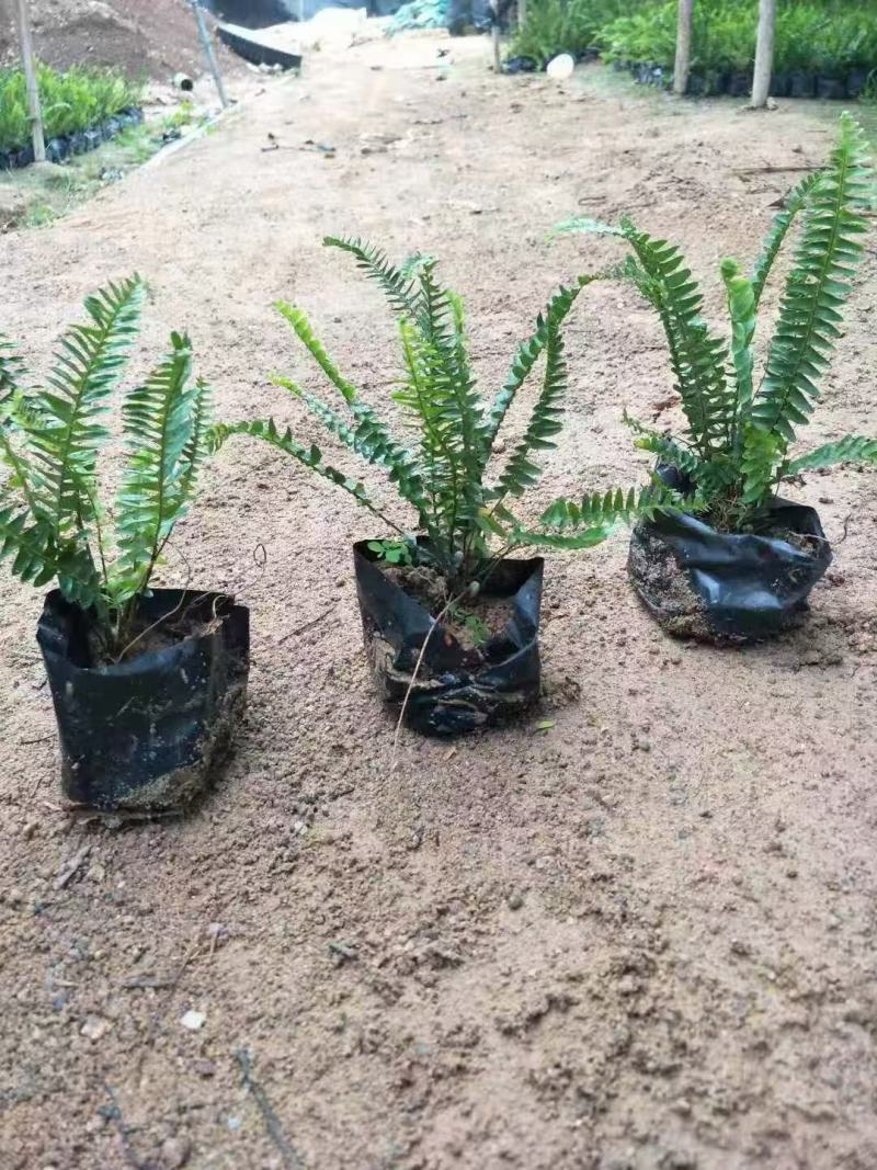 排骨草福建漳州排骨草绿化庭院设计基地直供大小规格袋苗