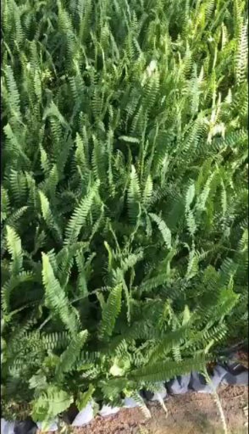 排骨草福建漳州排骨草绿化庭院设计基地直供大小规格袋苗