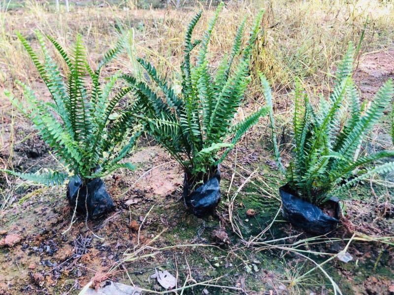 排骨草福建漳州排骨草绿化庭院设计基地直供大小规格袋苗