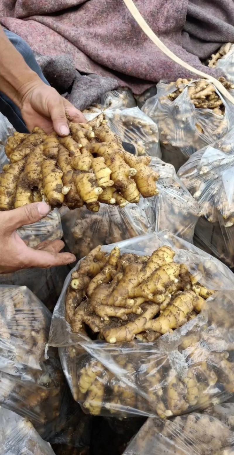 【精品】优质大小黄姜，产地直销货源充足电商市场社区团