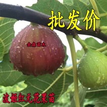 无花果苗波姬红无花果树苗当年结果苗南北方种植新品种包结果