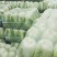 优质大白菜青杂三号白菜陕西白菜品质好，大量有货可视频看货