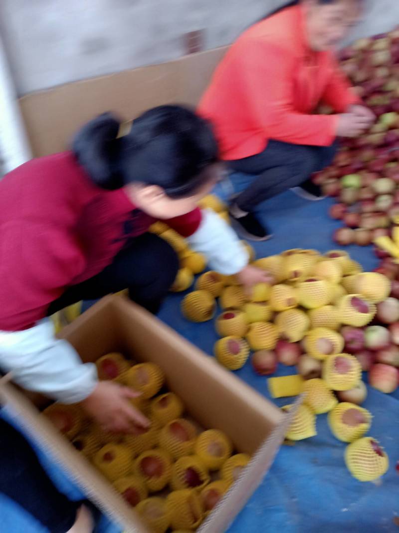 代办糖心丑苹果大量供应，有需要的老板赶紧联系！！！