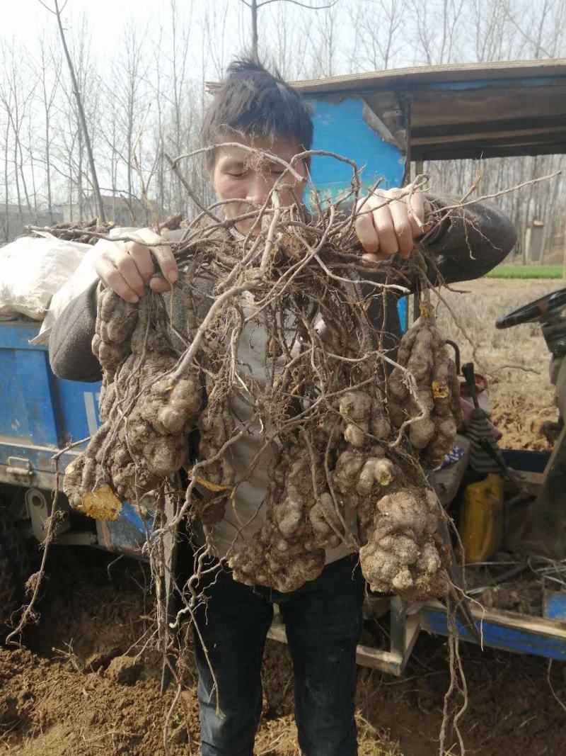何首乌，现挖现卖，品质好，个头大，奇形怪状