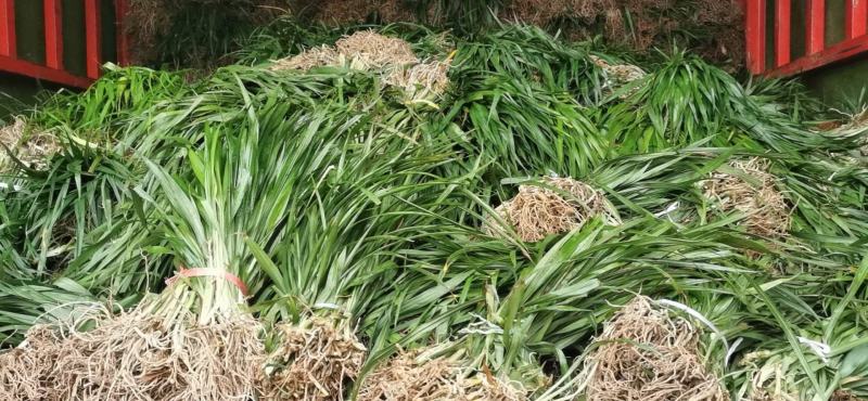 吉祥草深山吉祥草园林绿化工程用苗耐寒耐冻常年供应